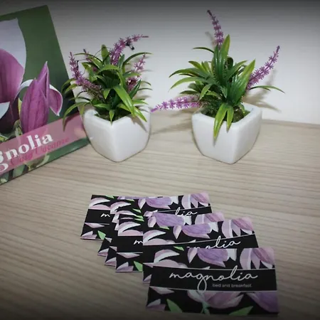 Magnolia アレーツィオ